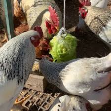 Boredom Buster Hanging Cabbage Video Chicken Garden Chicken Toys Chicken Diy