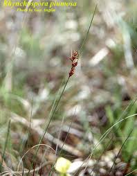 Image result for Rhynchospora rugosa