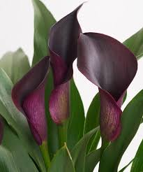 Image result for Zantedeschia