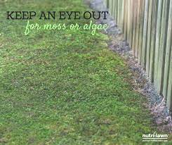 Moss Or Algae Can Become An Issue If Your Lawn Has Poor Drainage Or Excessive Shade Identify Problem Areas And Reposition Downspouts If Ne Lawn Care Lawn Turf