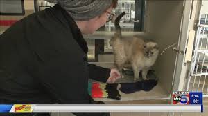 This transition time is a very. Animal Rescue League Of Iowa Asking For Help In Housing Cats During Social Distancing Weareiowa Com