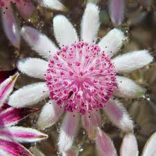 Lilac care after blooming is just as important. Pink Flannel Flower Is Australian Bush Flower Essences Facebook
