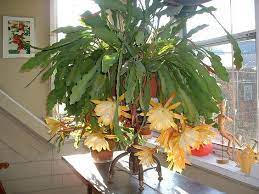 All categories annual annual, house plant gift card groundcover hard goods hardgoods house plant houseplant material perennial only 2 units left. Another Way To Display Epiphyllum Instead Of Hanging Cactus And Succulents Plants Orchid Cactus
