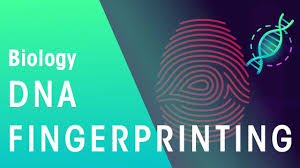 Dna profiling (also called dna fingerprinting) is the process of determining an individual's dna characteristics. Dna Fingerprinting Genetics Biology Fuseschool Youtube