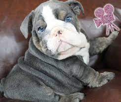 Best famous reputable english bulldog puppies breeder shrinkabulls breeds champion english bulldog puppies from multiple generations of dna bulldog puppies with proven amazing health and longevity of life english bulldogs. English Bulldogs Puppies For Sale Best English Bulldogs For Sale