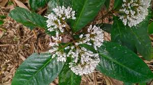 Image result for Pavetta uniflora