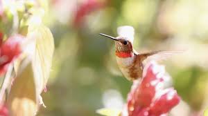 Amazingly, it winters in southern mexico, which gives this tiny bird the distinction of having the longest migratory route for its body size. Have A Hummingbird Garden In Winter Garden Style San Antonio