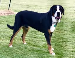 We did not find results for: Greater Swiss Mountain Dog Puppies Austin Texas Akc Registered Austinite Swissys Puppies Animals Dogs