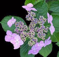 Hydrangea Macrophylla Mariesii Lilacina Bred In France In 1904 This Award Winning Hydrangea Has Lilac Ray Hydrangea Macrophylla Hydrangea Hydrangea Garden