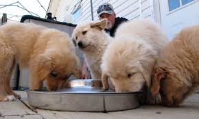 The dogs are instead trained to respond with specific behaviors when the event. Service Dogs Save Lives Shareamerica