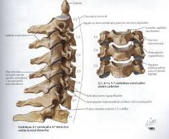 Adjective masculine cervicales m pl, f pl. Dolor De Espalda Y Cuello Cervicalgia Como Prevenirlo Saluteca