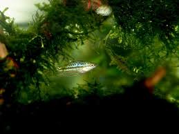 Sparkling Gourami Trichopsis Pumila Keeper S Notes Sparkle Natural Landmarks Species