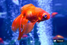 Fish ornaments are highly sustainable and you can opt for oem creative designs for a customized. Decorating An Aquarium 4 Objects Not To Be Put In The Fish Tank