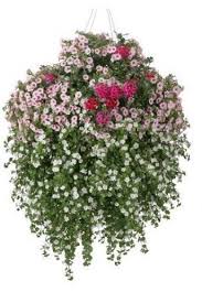 Freedoms Trail 12 Sun Container Recipe Hanging Garden Hanging Plants Garden Containers