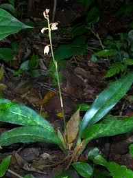 Image result for Oeceoclades