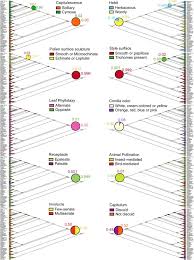 Image result for Athroisma gracile