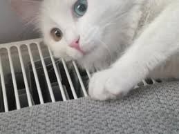 Kayseri Kedi Ilanlari
