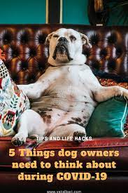 5 Things To Fight Dog Boredom Dog Boredom Dogs Dog Parents