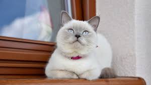 Kedi Irklari