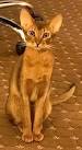 Abyssinian Kittens for Sale - Adoptapet