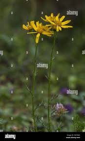 Image result for Senecio auriculatissimus