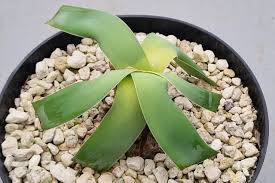 Image result for Ammocharis tinneana