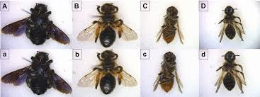 Image result for Emilia violacea