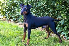 The toy manchester terrier, named after manchester, england, was bred down in size in north america. Manchester Terrier Temperament Puppies For Sale And Price
