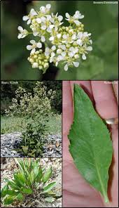 Image result for Rhipidoglossum delepierreanum