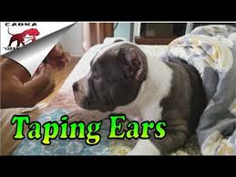 American Bully How We Post And Tape Cropped Ears