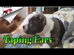 american bully how we post and tape cropped ears