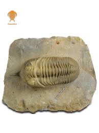 Image result for Tricliceras lobatum