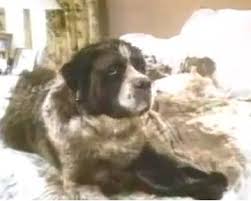 ⋔ ein hund namens beethoven theme. Ein Hund Namens Beethoven Film 1992 Filmstarts De