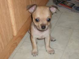 Check spelling or type a new query. Chihuahua For Sale Caldwell Id