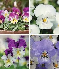 Pansy Spreading Collection Https Www Burpee Com Flowers Pansies Pansy Spreading Collection Prod500635 Html Pansies Fall Plants Hardy Plants