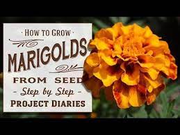 How To Grow Marigolds From Seed A Complete Step By Step Guide Youtube Growing Marigolds Organic Gardening Pest Control Planting Marigolds