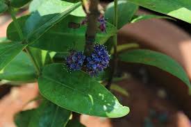 Image result for Memecylon sp. C