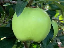 We did not find results for: Hawaii Apple On G 935 Cummins Nursery Fruit Trees Scions And Rootstocks For Apples Pears Cherries Plums Peaches And Nectarines