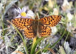 Image result for Bolusiella talbotii