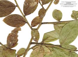 Image result for Vaccinium madagascariense