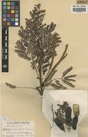 Image result for Acacia goetzei
