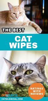 Cat Warriors Cat Grooming Service Near Me Breeds Of Cat Cat Grooming Mobile Cat Care Cats Cat Grooming