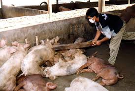 Infection with nipah virus can cause no symptoms, or it can cause fatal encephalitis (inflammation of the brain), with a range of possible illnesses between those two extremes. Nipah Virus Outbreak In India Everything To Know About Fruit Bat Spread Infection