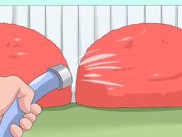 Maybe you would like to learn more about one of these? 3 Ways To Prune Burning Bush Wikihow
