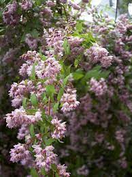Best Flowering Shrubs For Hedges Flowering Shrubs Garden Hedges Shrubs