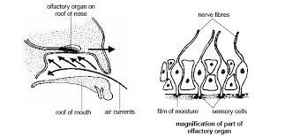 Anatomy And Physiology Of Animals The Senses Wikibooks