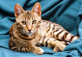 Cats shed fur from their coats throughout the year, and they will also tend to go through a larger moult twice a year as the seasons change, to grow in their new coat for the coming warmer or cooler weather. Cats That Don T Shed Bengal Cats