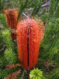 A Banksia Flower At The Wittunga Botanic Gardens Australian Native Flowers Unusual Flowers Strange Flowers