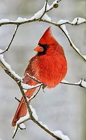 Birds Outside My Window Meaning Aapainting Ideas Image By Barbara Harris In 2020 Birds Beautiful Birds Pretty Birds