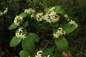 Image result for Holarrhena